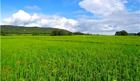 党建引领|村企共建，让墟落振兴跑出“加速率”